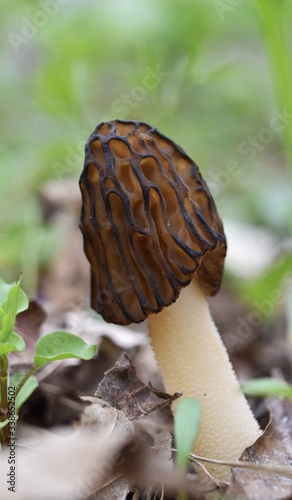 Snakehead morel mushroom growing in the woods