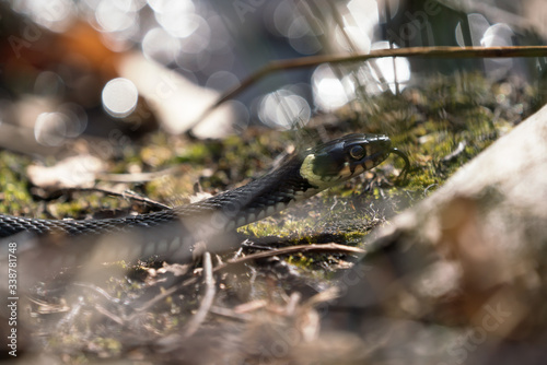 Grass snake seen from the side through vegetation with blurred background bokeh balls from water reflections