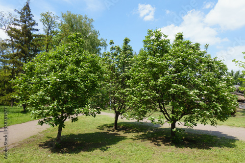 3 blossoming trees of Sorbus aria in mid May