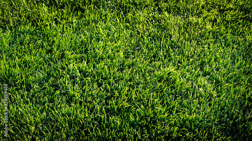 Zielona trawa rosnąca na łące.