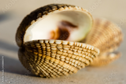 A saltwater clam warty venus shell closeup.