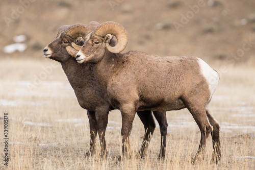 Bighorn rams