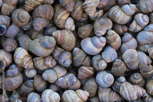 A bunch of huge grape snails grey shells, top view, background