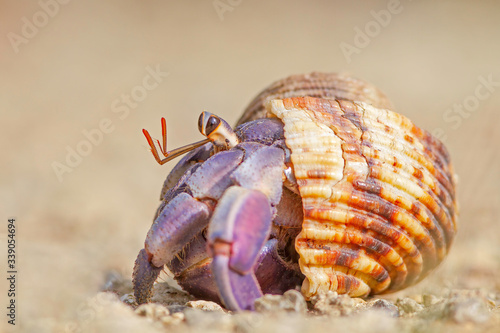 Blueberry hermit crab on the beach in Okinawa, Japan