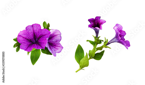 Set of arrangements with petunia flowers, green leaves and buds