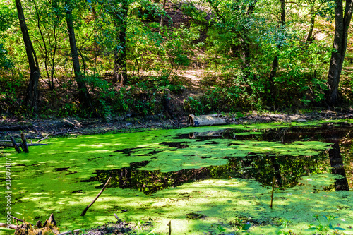 Small pond with duckweed in the forest