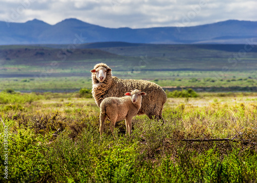 Ewe and her lamb grazing in the Karoo, South Africa