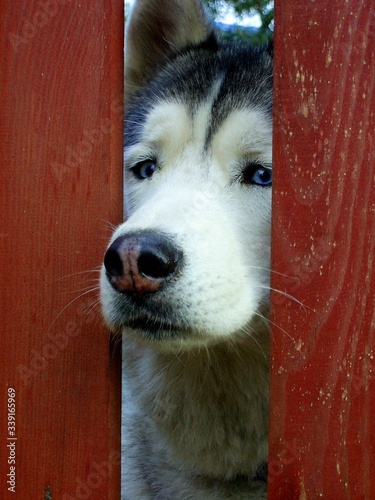 Husky smutny, za płotem.