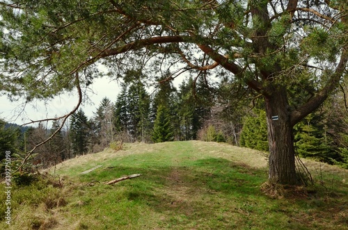 W cieniu drzew, shadow tree