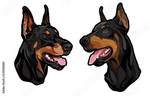 dog heads, doberman pinscher breed, full-color illustration