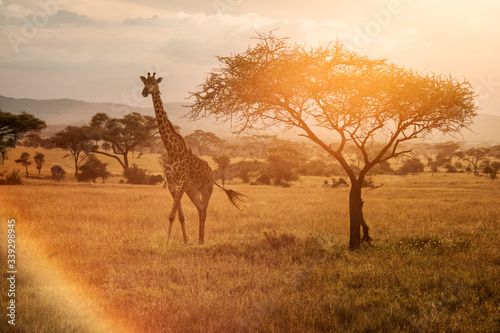 Giraffe at sunset near a tree in Serengeti National Park in Tanzania during safari with colourful background