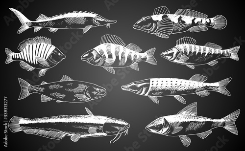 Hand drawn vector fish. Fish and seafood products store poster. Can use as restaurant fish menu or fishing club background banner. Sketch trout, carp, tuna, herring, flounder, anchovy