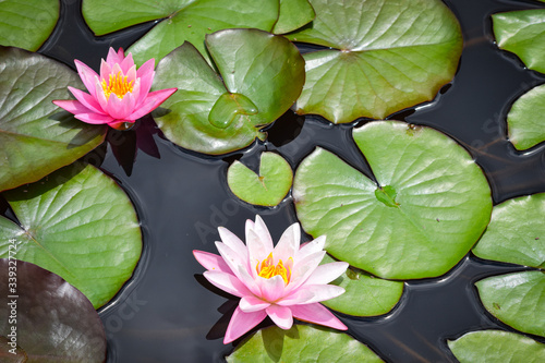 Pink Water Lily Blooming over Pond with Lily Pads