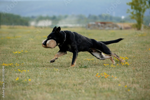 German shepherd with shiny black coat running on meadow with aport in his mouth 