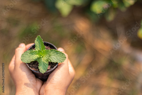 Kid holding young plant mint in hands on blur nature background with sunlight. Ecology concept.