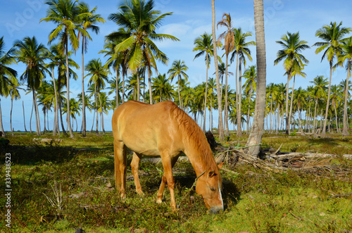 Dziki koń w palmowym lesie - Dominikana