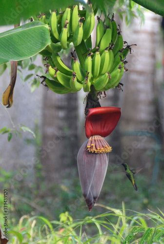 Koliber pijący nektar z kwiatu bananowca