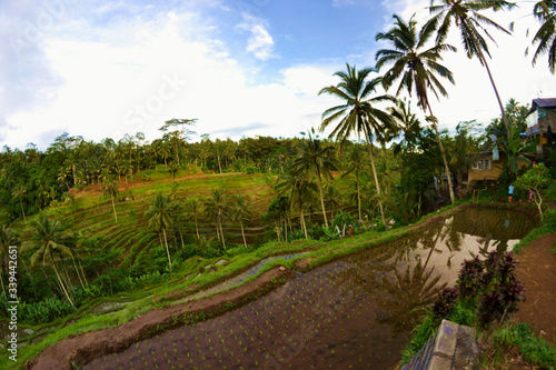 Tarasy ryżowe i plantacje na wyspie Bali