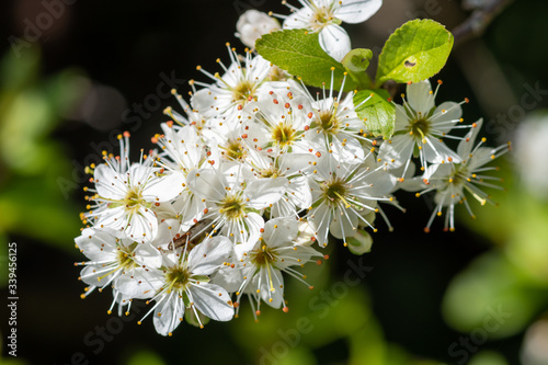 Close up of pollinated sloe blossom (prunus spinosa)