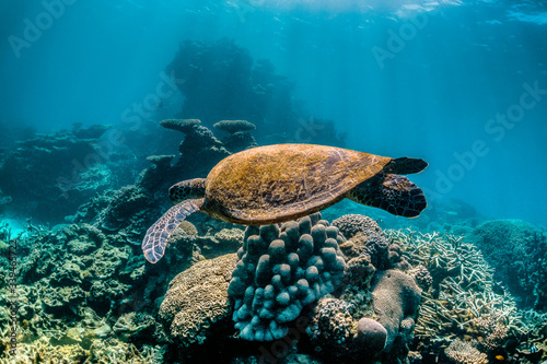Green turtle swimming around in the wild among colorful coral reef