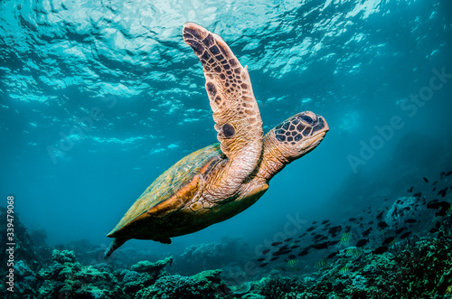 Green sea turtle swimming around colorful coral reef formations in the wild