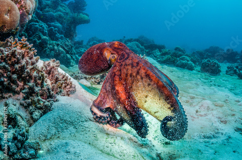 Reef octopus swimming over sandy sea floor