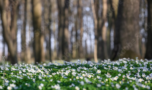 In oak forest the beautiful anemone nemorosa is blooming. Bokeh tree on background. Perfect springtime wallpaper. Floral natural botanic background.