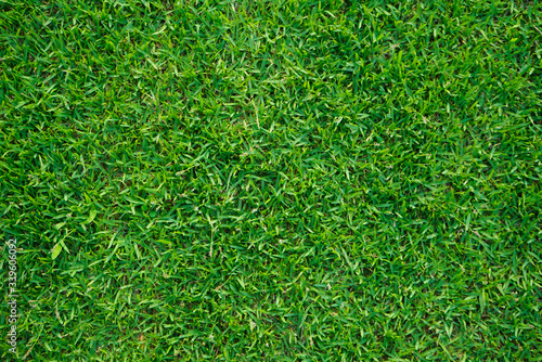 Top view of green grass in the dew on nature.
