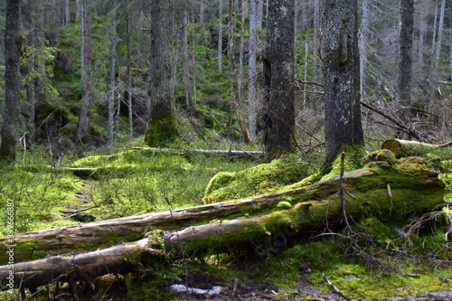 Bialowieski Park Narodowy, Puszcza Bialowieska, Park wpisany na liste Swiatowego Dziedzictwa UNESCO, swiatowy rezerwat biosfery, rezerwat w Polsce, najstarszy park narodowy 