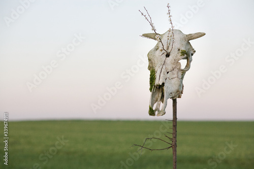 Czaszka krowy na polu wiosną, cow scull gras spring