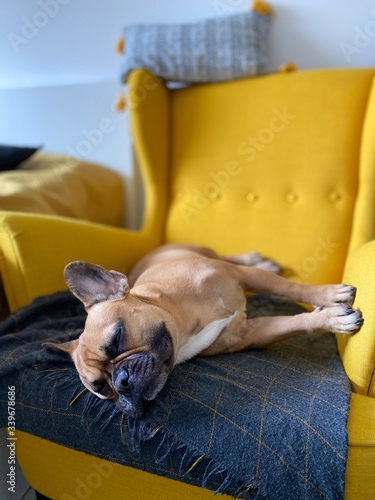 FRENCH BULLDOG on yellow armchair