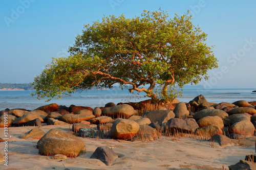Drzewo na plaży w Indiach, oświetlone zachodzącym słońcem