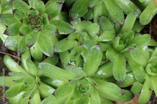 Rojnik murowy Sempervivum tectorum