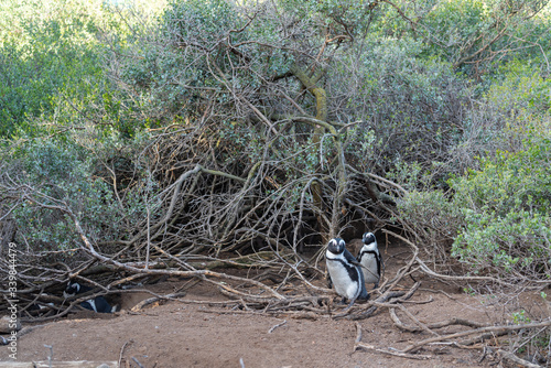 A couple of African Penguin walking true bushes at the Penguin colony at Boulders Beach, Capetown, South Africa