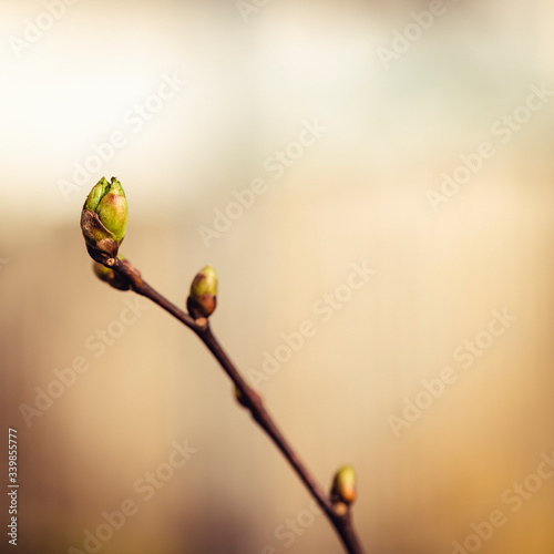 Kleiner Zweig einer Linde mit Knospen