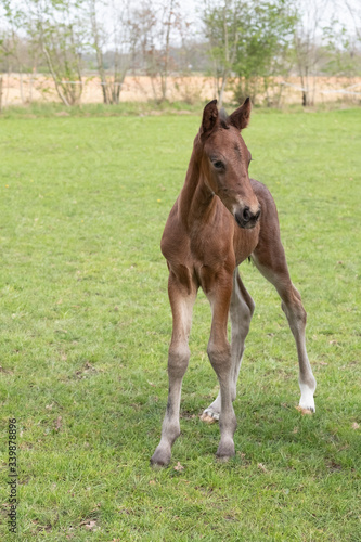 A young brown sport foal standing free on a spring meadow