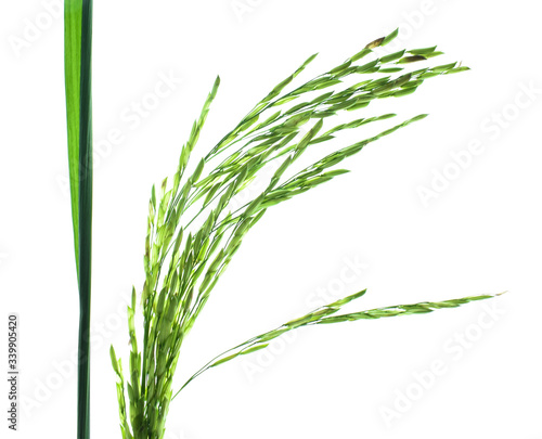 A light green colored rice tree placed before a white isolated background