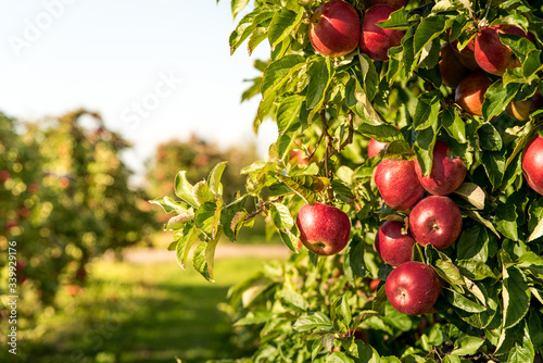 Bunch of organic red apples hanging on tree branches during sunrise, growing in an orchard. Ripe apples ready for harvesting