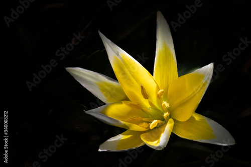 żółty piękny kwiat wiosenny na ciemnym tle