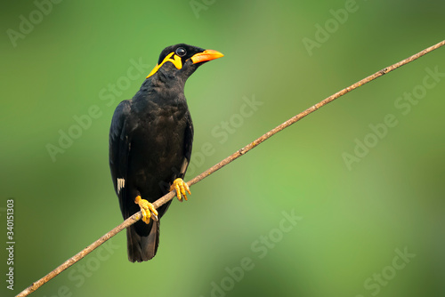 Image of common hill myna bird (Gracula religiosa intermedia) on nature background. Bird. Animals.