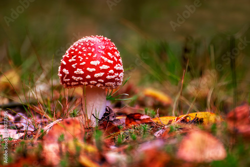 fly agaric mushroom