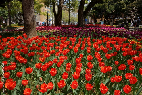 Red tulip garden (咲き誇るチューリップ)