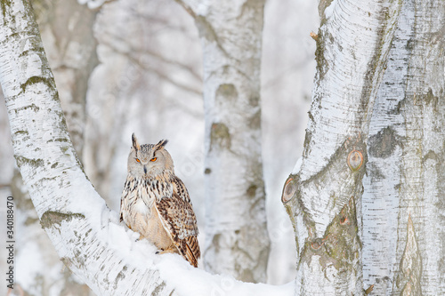 Winter scene with Big Eastern Siberian Eagle Owl, Bubo bubo sibiricus, sitting in the birch tree with snow in the forest.