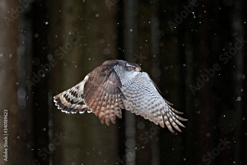 Goshawk flight, Germany. Northern Goshawk landing on spruce tree during winter with snow. Wildlife scene from winter nature. Bird of prey in the forest habitat.