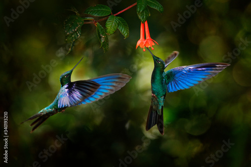 Great sapphirewing, Pterophanes cyanopterus, big blue hummingbird with red flower, Yanacocha, Pichincha in Ecuador. Two bird sucking nectar from bloom. Wildlife scene from jungle forest.
