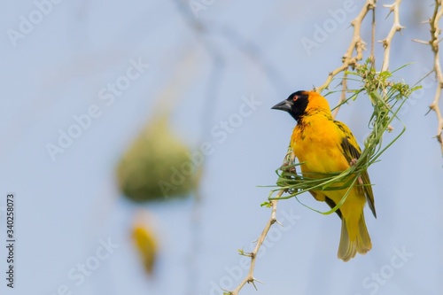 Ave exotica de colores de Africa