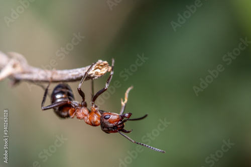 mrówka