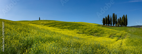 Tuscany spring, rolling hills on spring . Rural landscape. Green fields and farmlands. Italy, Europe