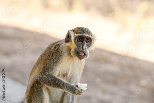 A monkey is eating bread in Nazinga National Park