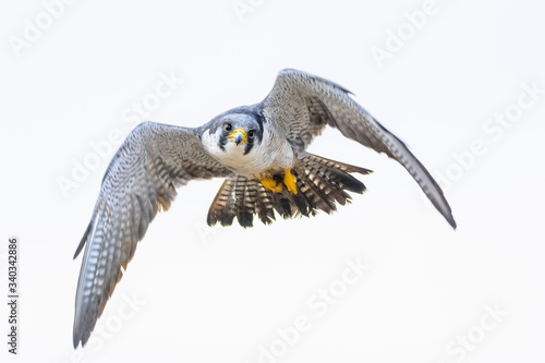 A northern peregrine falcon (Falco peregrinus calidus) in flight.